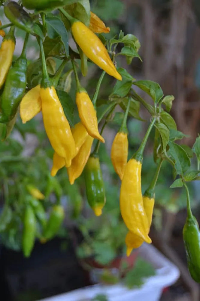 Lemon Drop Pepper