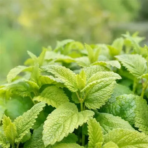 Lemon Mint