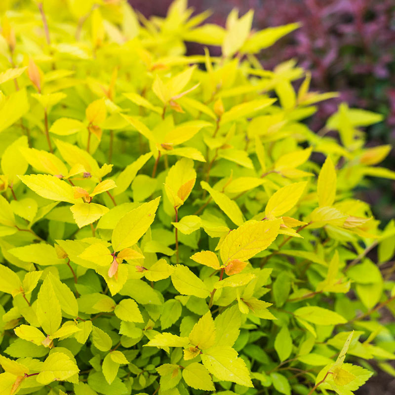 Spirea-Lemon Princess