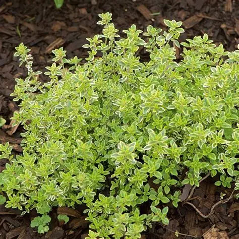 Lemon Thyme