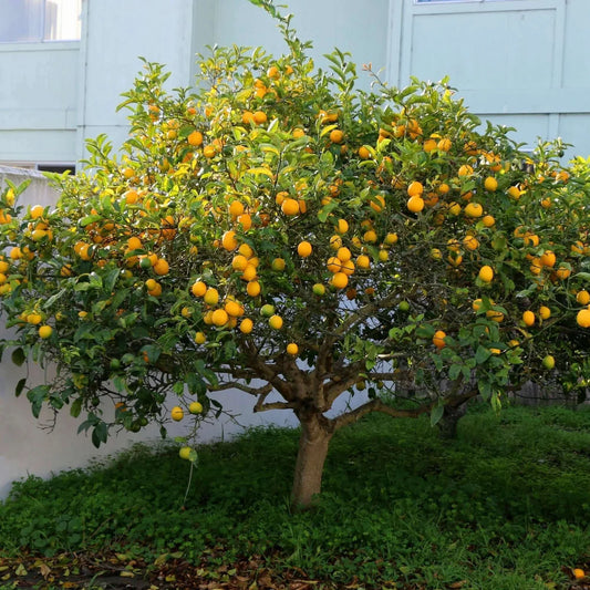 Meyer Lemon Tree