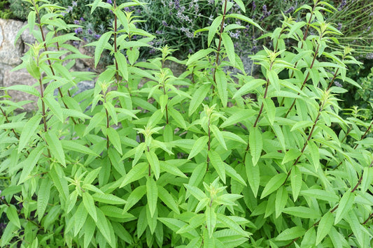 Lemon Verbena