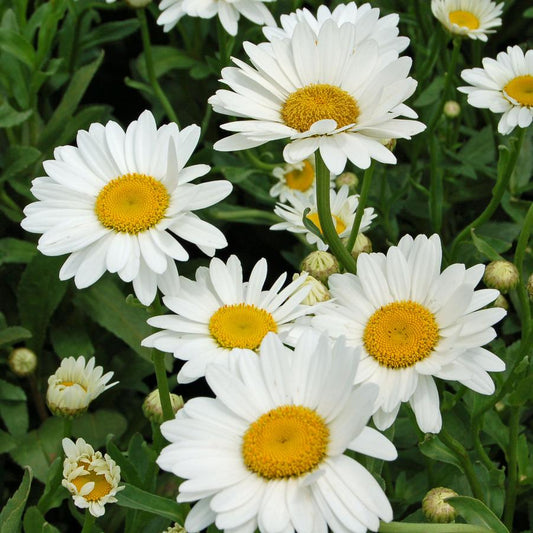 Leucanthemum Becky Daisy