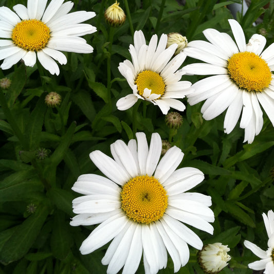 Leucanthemum Snow Lady