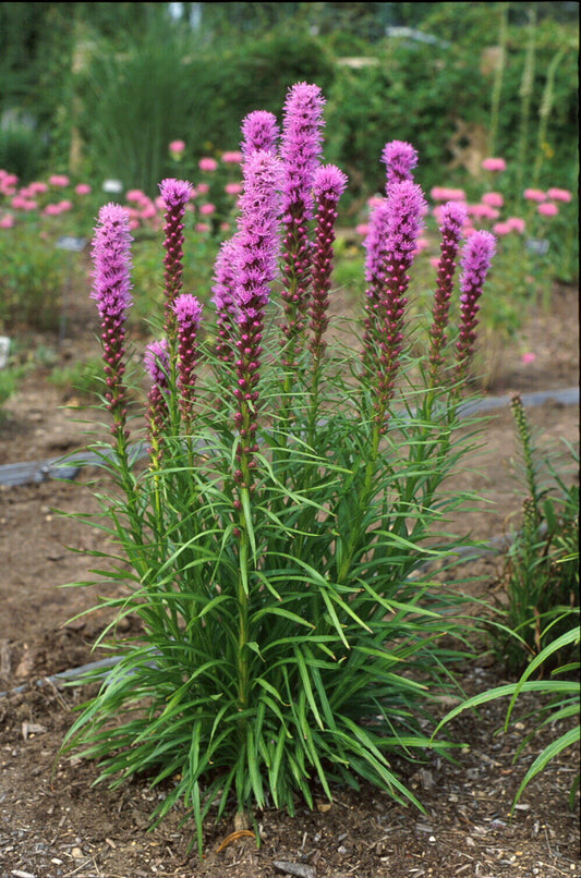 Liatris Gayfeather