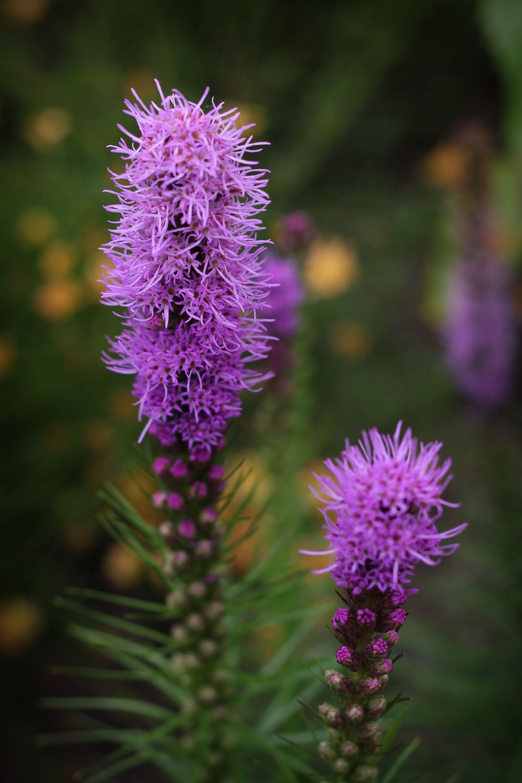 Liatris Kobold Purple