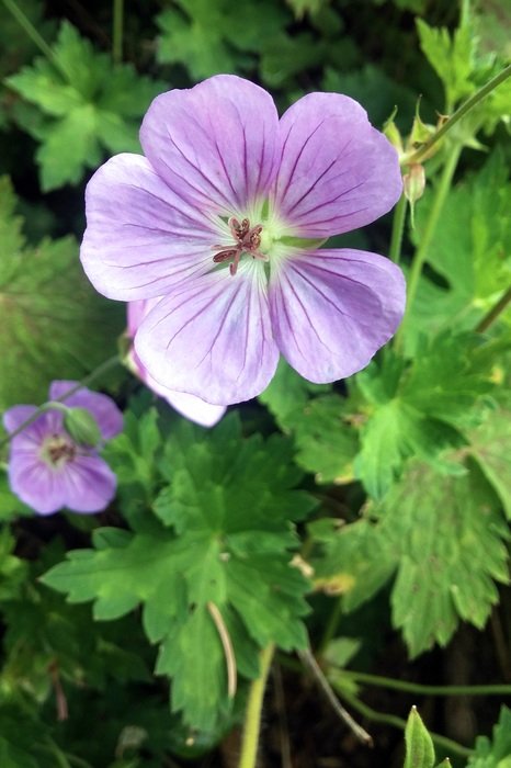 Geranium Light Purple