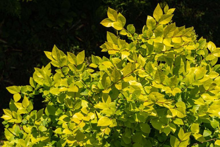 Ligustrum Golden Vicary