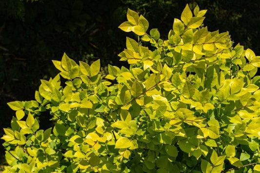 Ligustrum Golden Vicary