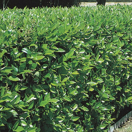 Ligustrum Winter Green