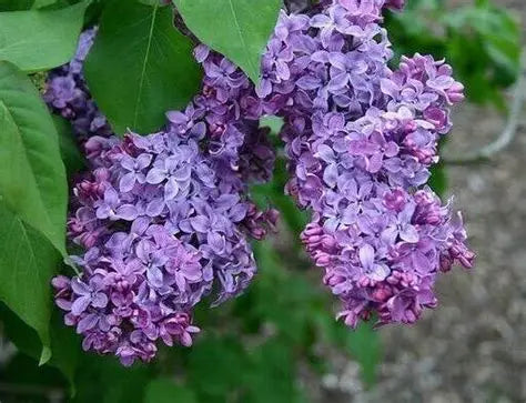 Old Fashioned Lilac