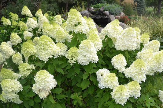 Hydrangea Limelight