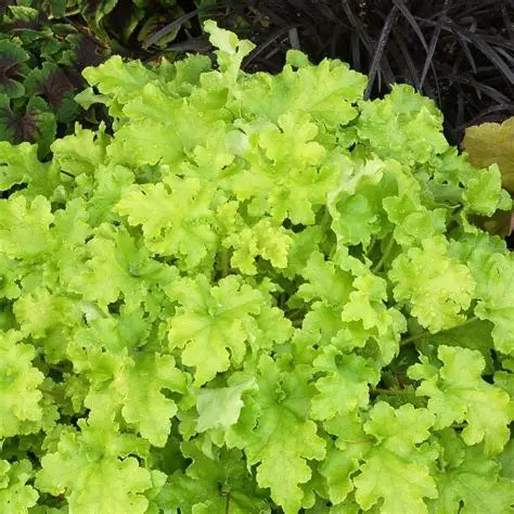 Heuchera-Lime Marmalade