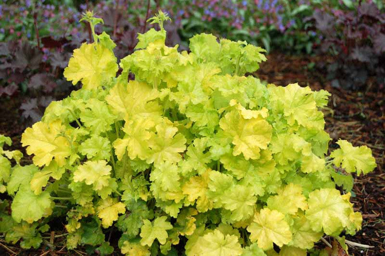 Heuchera-Lime Rickey