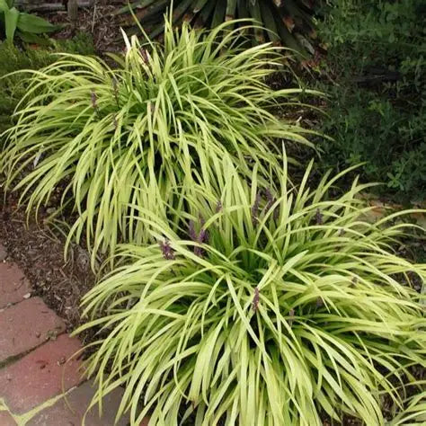 Liriope Green & Gold