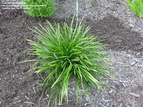Liriope Monkey Grass
