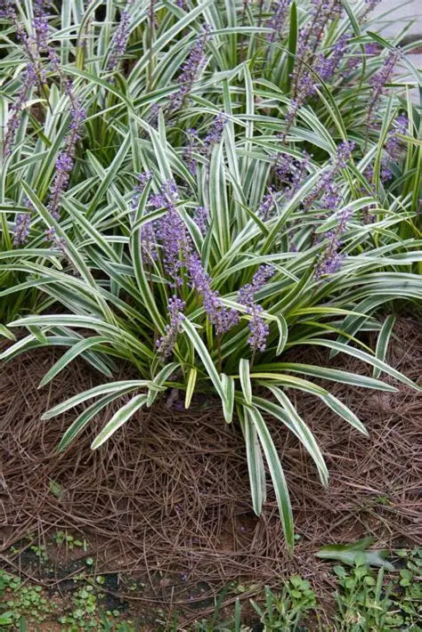 Liriope Silver Magnet