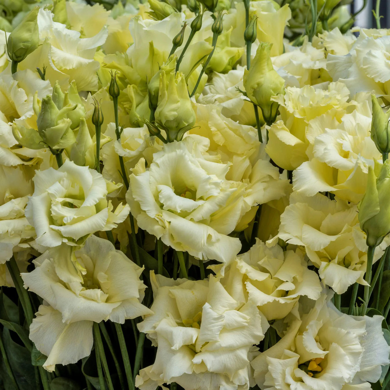 Lisianthus Yellow