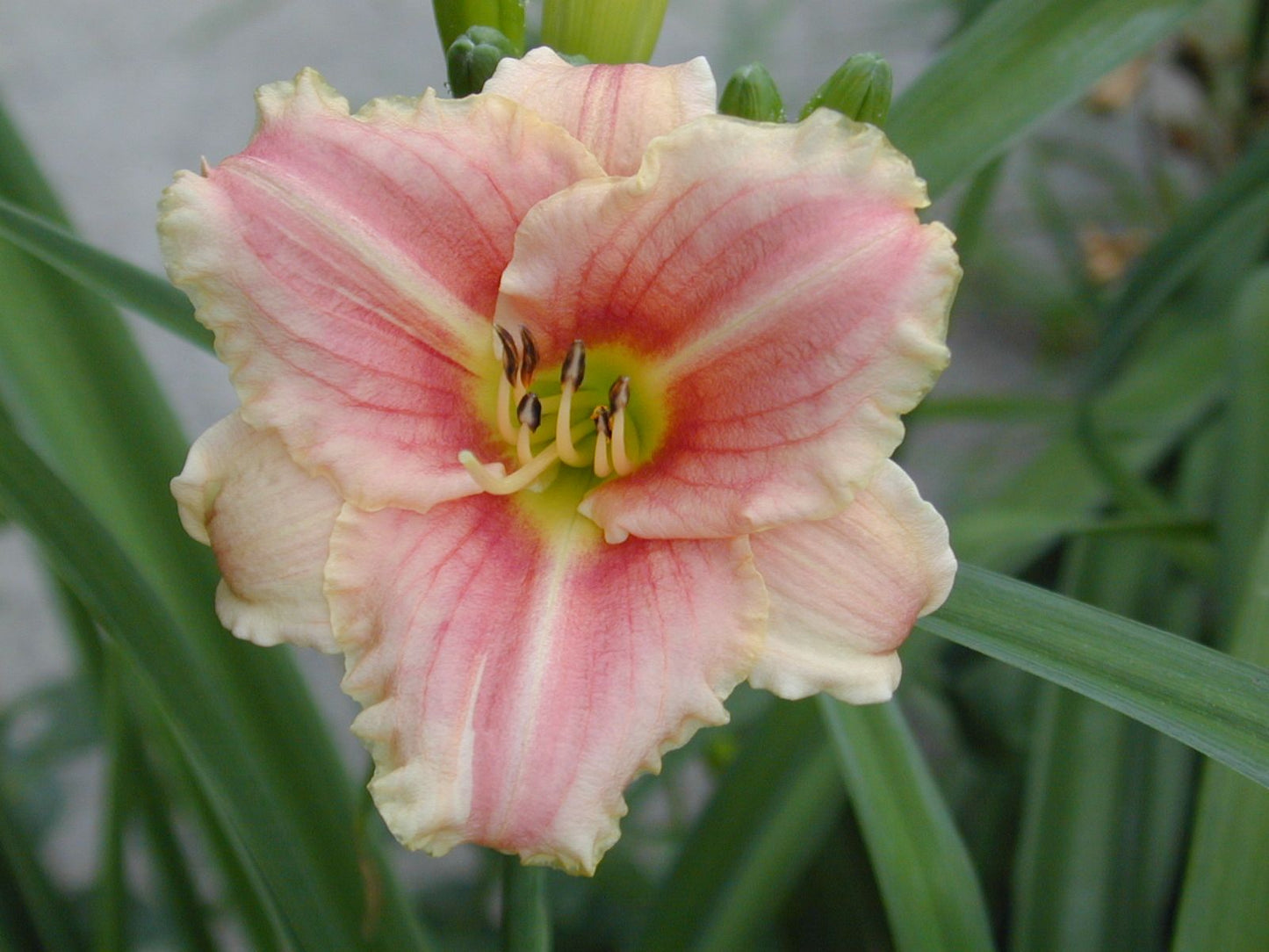 Daylily Litte Anna Rosa