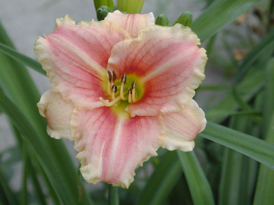Daylily Litte Anna Rosa
