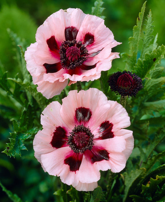 Papaver-Little Dancing Girl