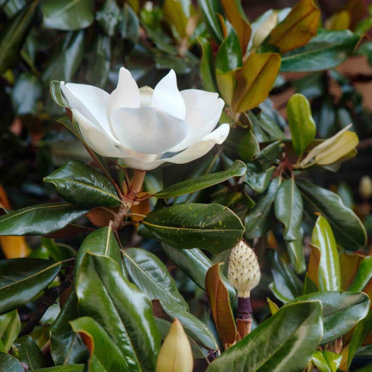 Litte Gem Magnolia