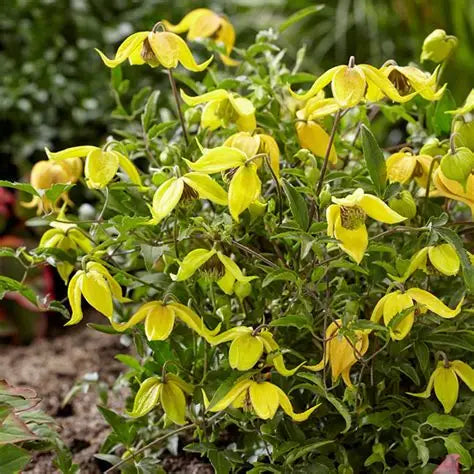 Clematis Little Lemons