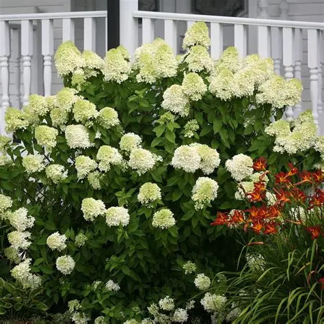 Hydrangea Little Limelight