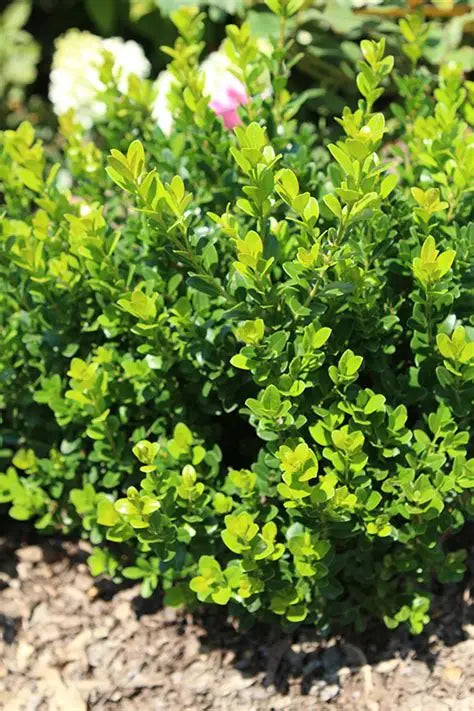 Boxwood Little Missy