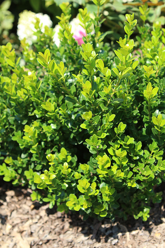 Boxwood Little Missy