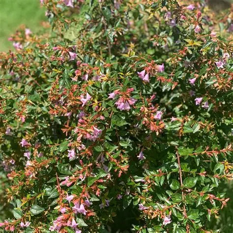 Abelia-Liitle Richard