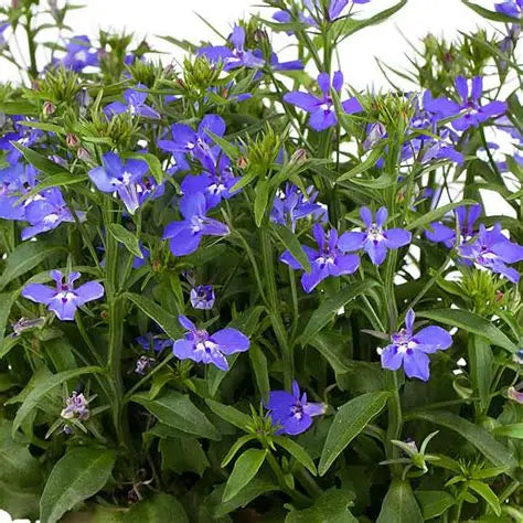 Lobelia Riviera