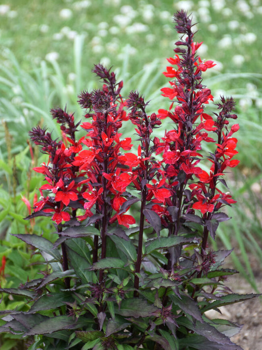 Lobelia Scarlet Starship