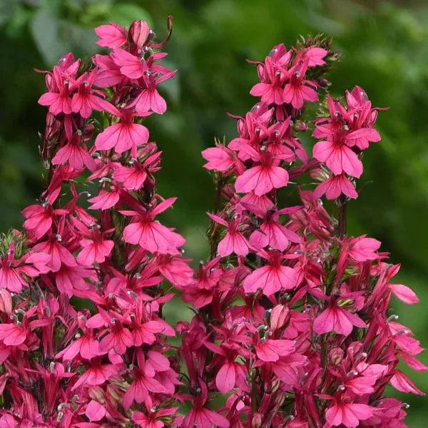 Lobelia Starship Rose