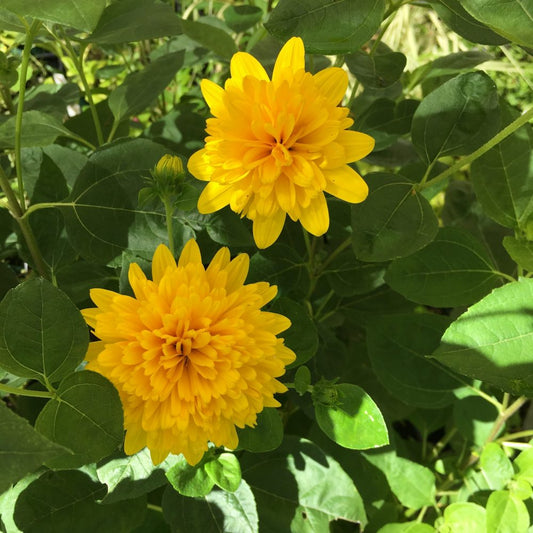 Helianthus-Loddon Gold