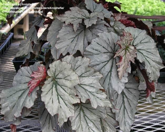 Begonia Angel Looking Glass