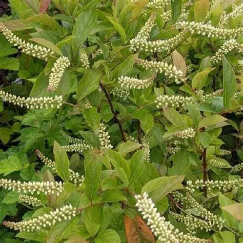 Itea Virginia Love Child