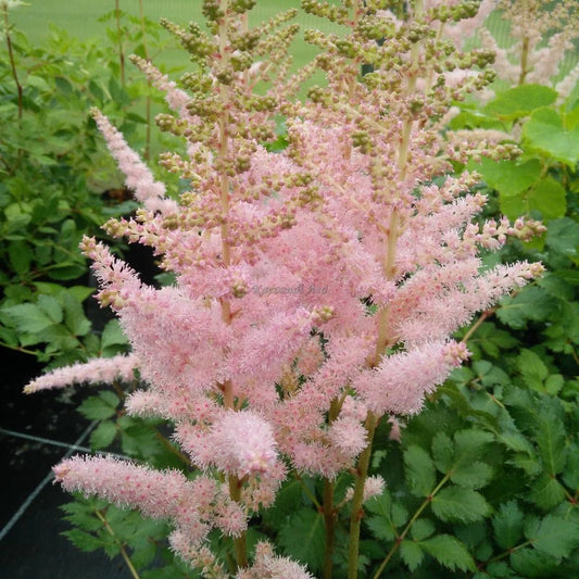 Astilbe-Lovely Day