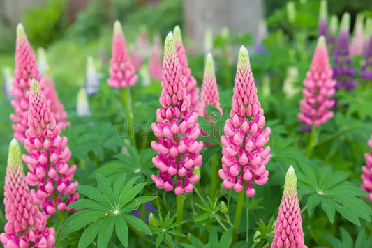 Lupinus Gallery PInk