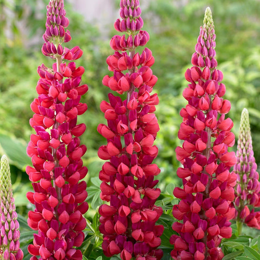 Lupinus Gallery Red