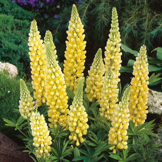Lupinus Gallery Yellow