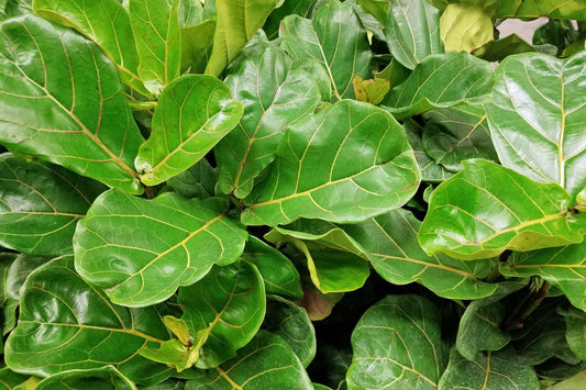 Fig Ficus Lyrata