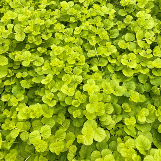 Lysimachia Gold Creeping