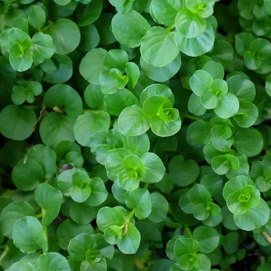 Lysimachia Green Creeping