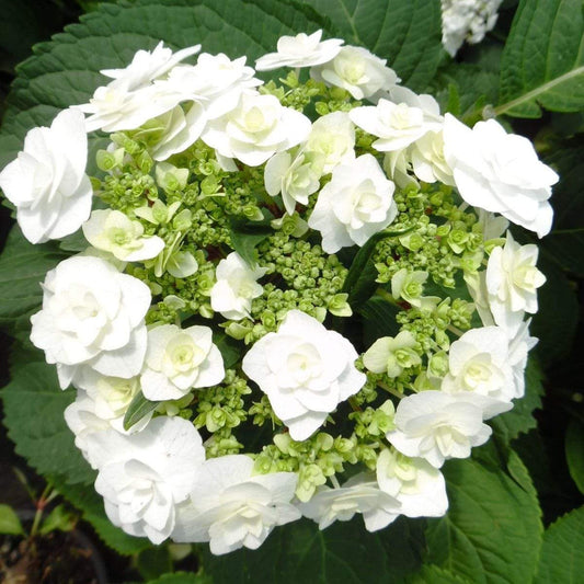 Hydrangea Mac Wedding