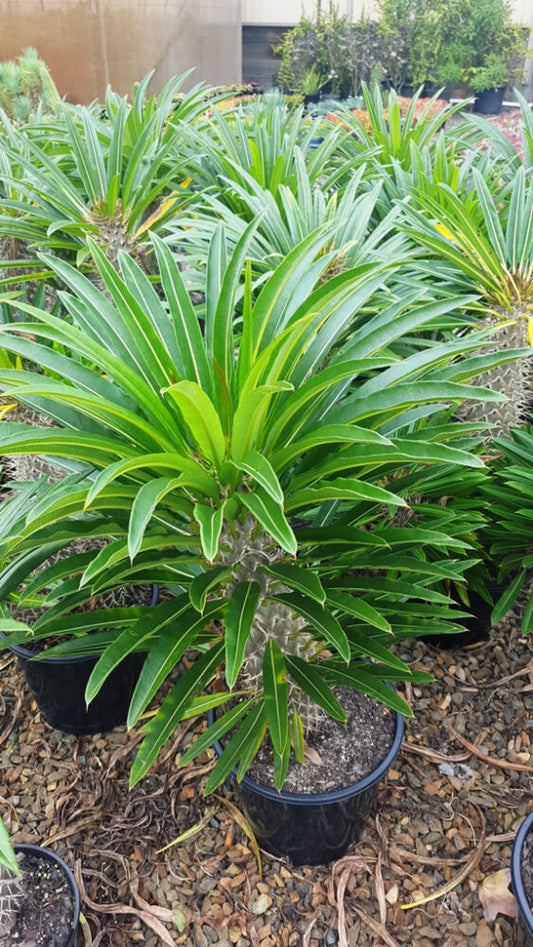 Madagascar Palm