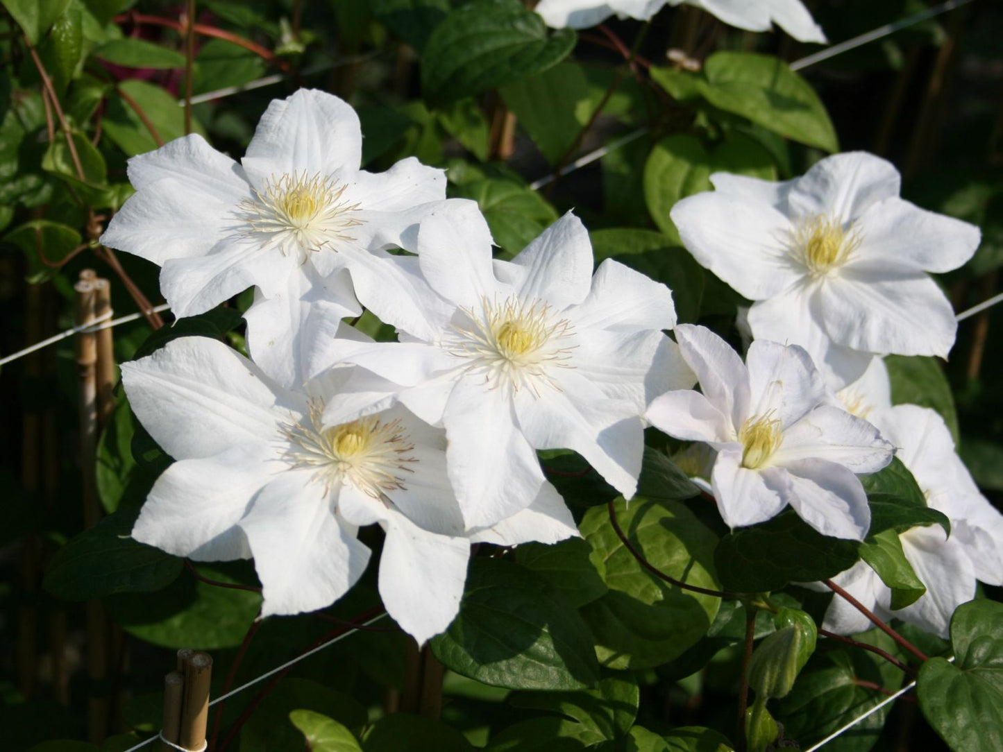 Clematis Madame Le Coultre