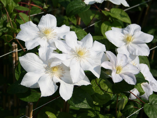 Clematis Madame Le Coultre