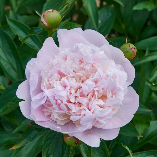 Peony Madame Calot