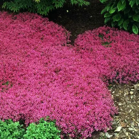Creeping Thyme-Magic Carpet